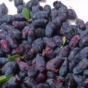 Ramassage de camerise ou baie de mai