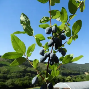 Camerisier de pleine terre