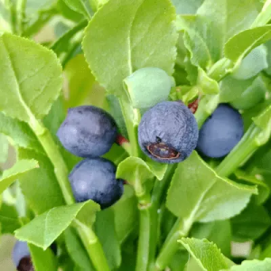 Grains de myrtille sauvage