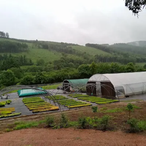 pepiniere du chardon bleu produits des petits fruits