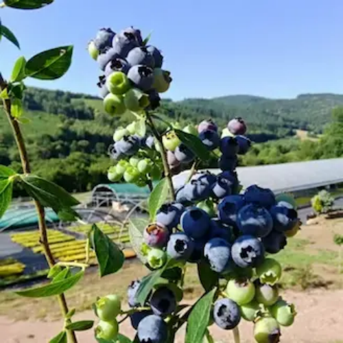 production de myrtille