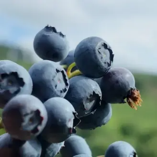 producteur de plants de myrtille dans le morvan