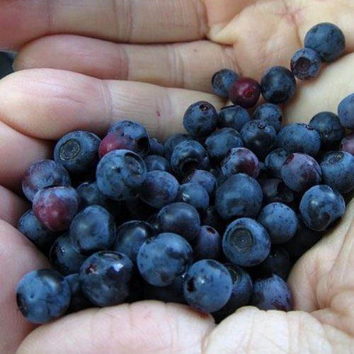 La myrtille sauvage en forêt