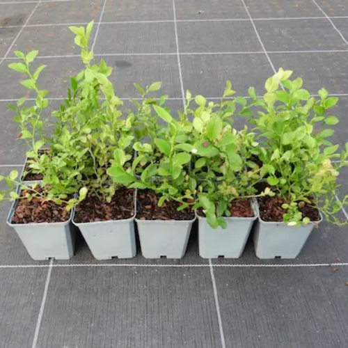 Lot de myrtille sauvage