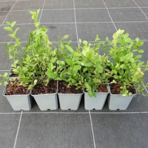 Lot de myrtille sauvage