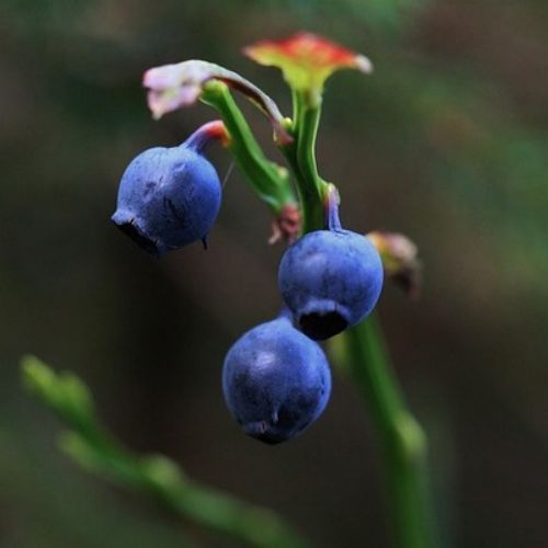 Culture de la myrtille sauvage au jardin