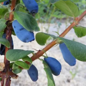 variété Borealis blizzard