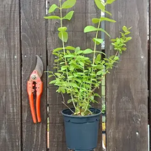 Un pot de plants de camerisier