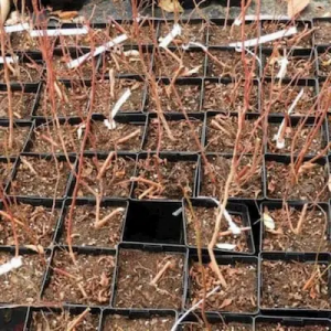 Rempotage des myrtilles