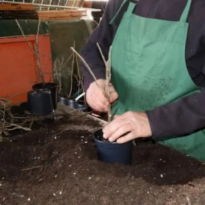 Rempotage des framboisiers