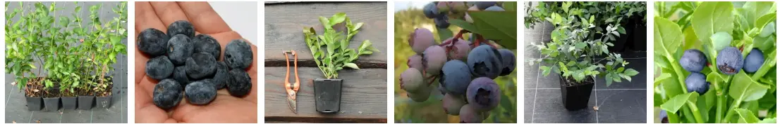 Myrtille en pot ou en godets