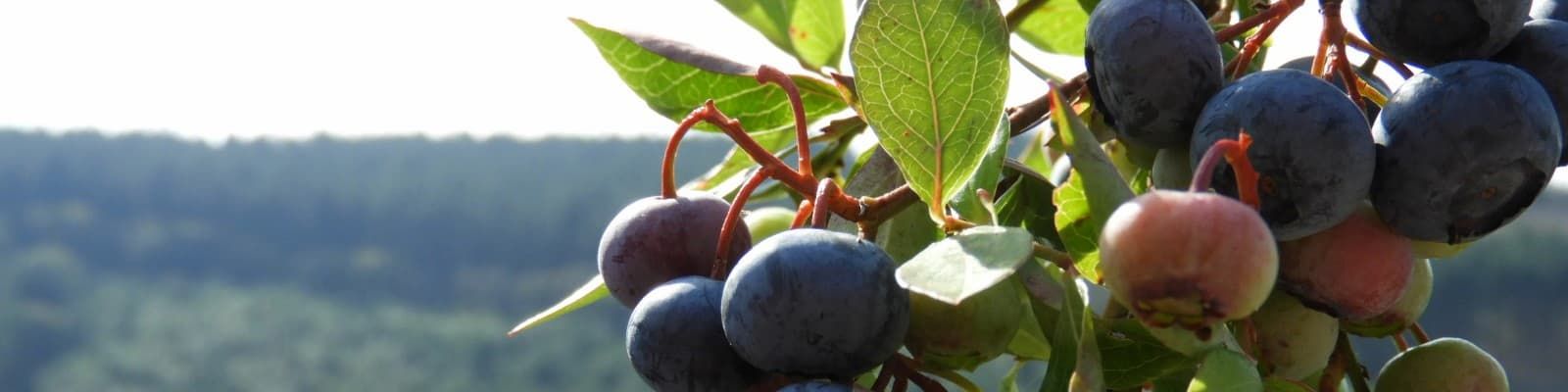 Pépinière en ligne de petits fruits - Plant de Myrtille du Morvan en pot à  planter