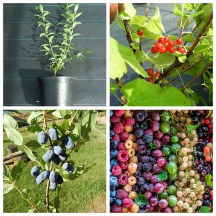 Haie comestible de petits fruits divers