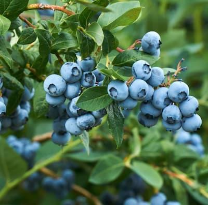 Plant de myrtille Katahdin