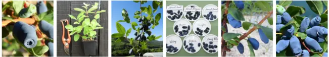 Production de plants de camerisiers